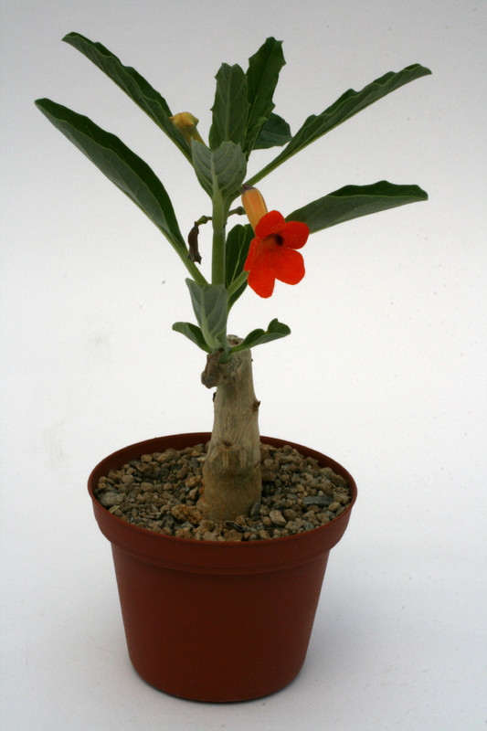 pterodiscus aurantiacus namibia 2417