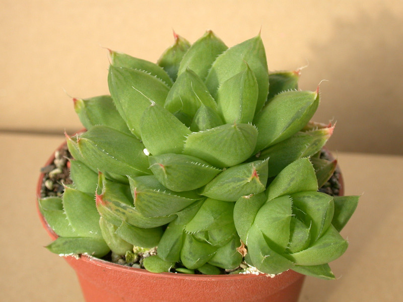 haworthia cuspidata 02
