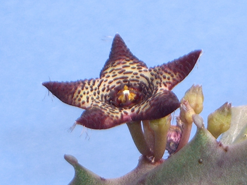 caralluma joannis 1752