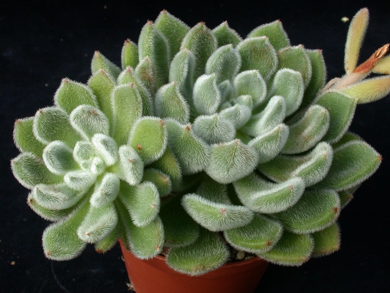 echeveria setosa 03