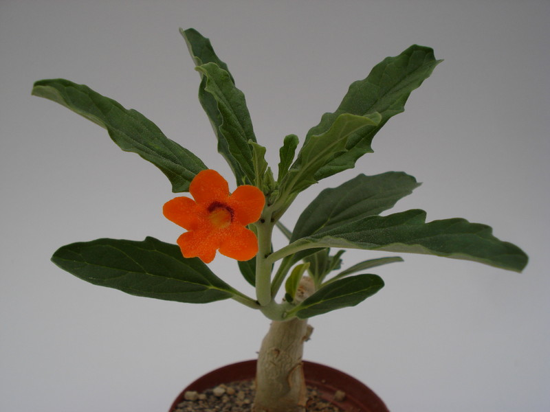 pterodiscus aurantiacus 655