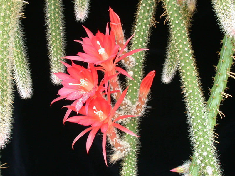 aporocactus scheunemann 01