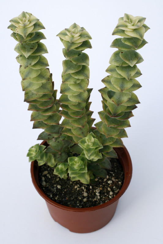 crassula perforata perforata variegata 7168