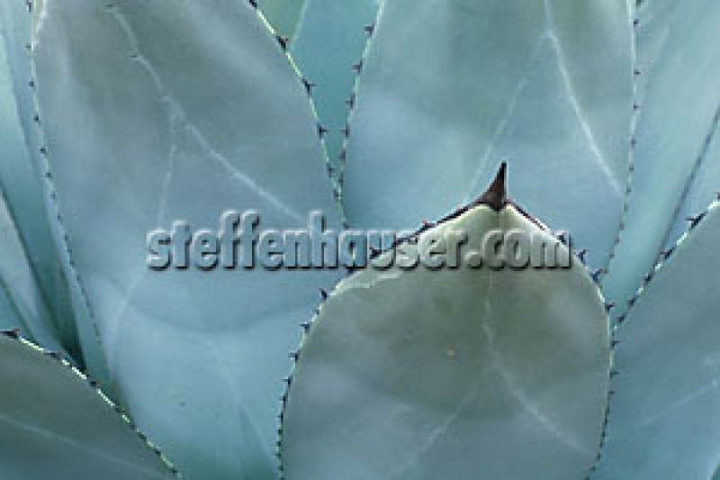 agave flexispina steffenhauser