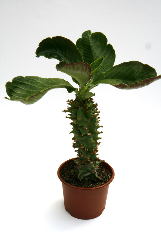 monadenium spectabile 0615