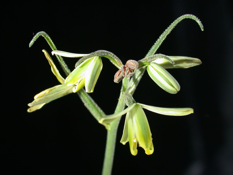 albuca spiralis 01