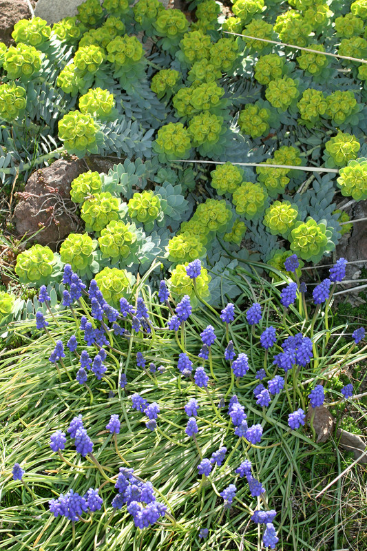 euphorbia myrsionites 6790