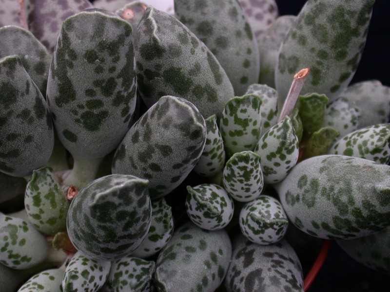 adromischus cooperi 04