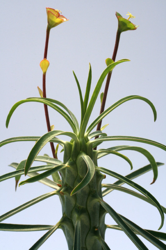 euphorbia clava 7877
