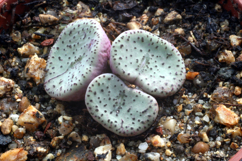 conophytum obcordellum declinatum 2858