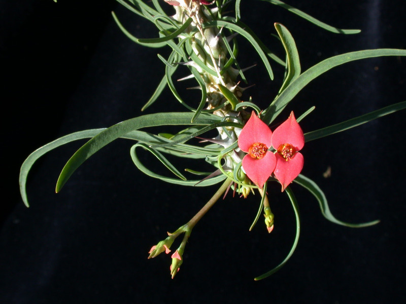 euphorbia gottlebii 04