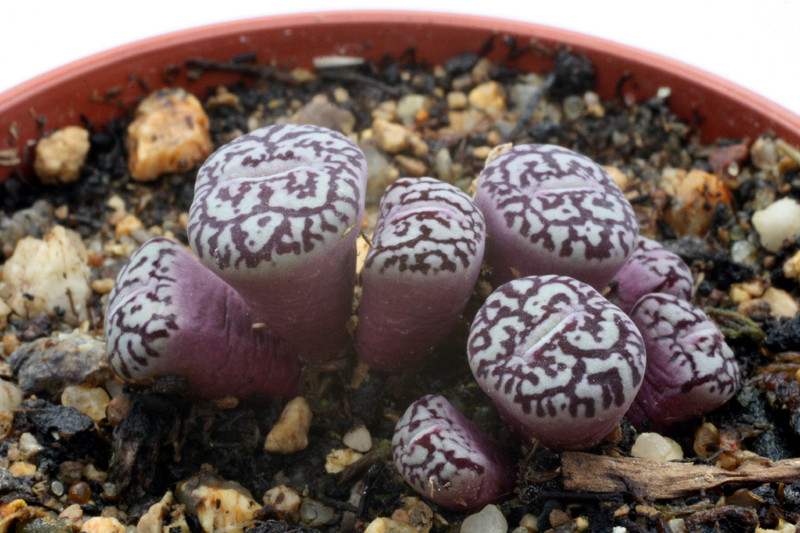 conophytum minimum wittbergense rr714 2790