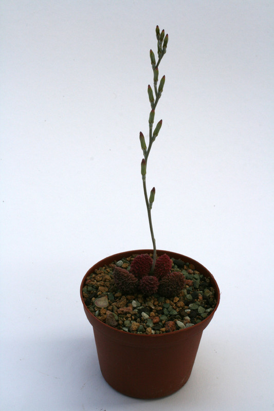 adromischus herrei 0090