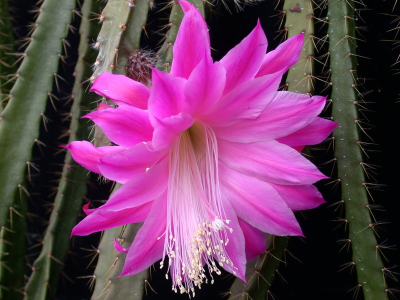 aporocactus fliedery paetz 982233