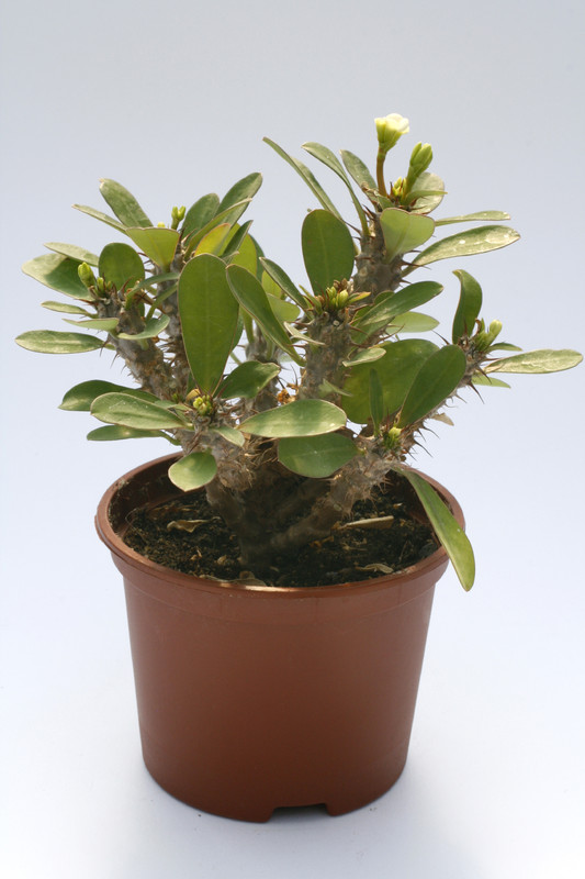 euphorbia milii hektor 7891