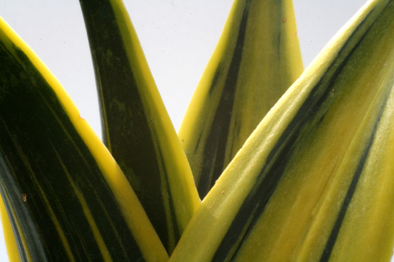 sanseveria spec 3502