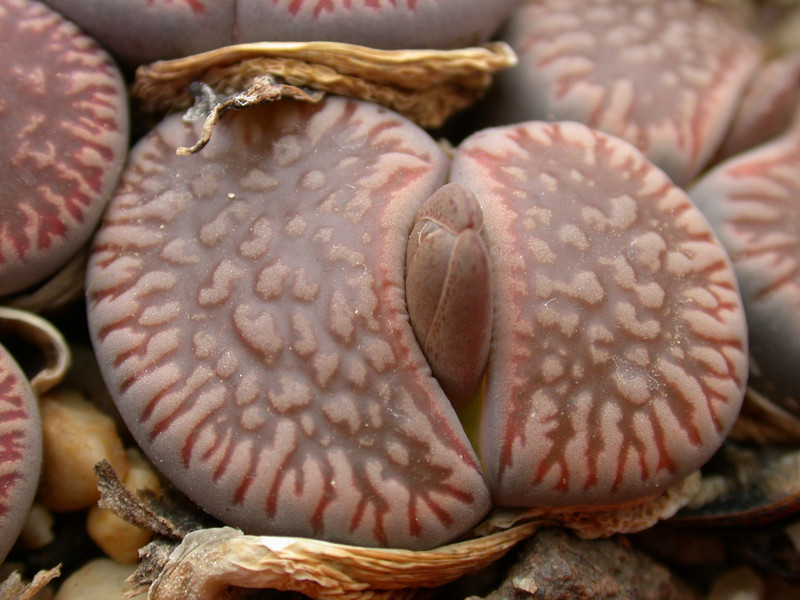 lithops aucampiae euniceae c48 01
