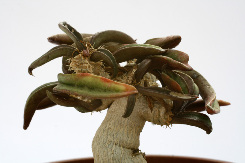 euphorbia francoisii 1508