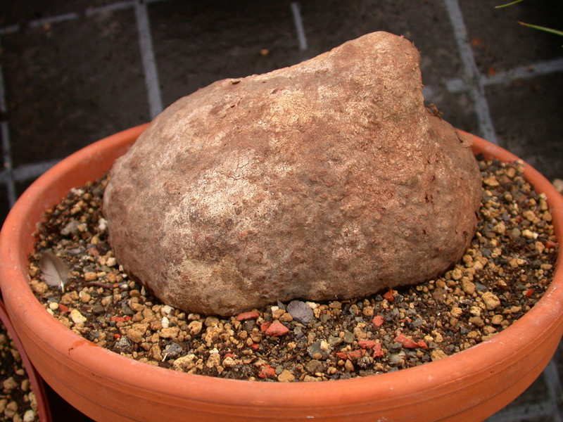 hydnophytum formicarium 01