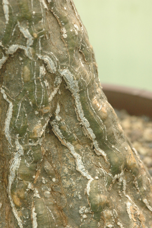 cephaopentandra ecirrhosa 05