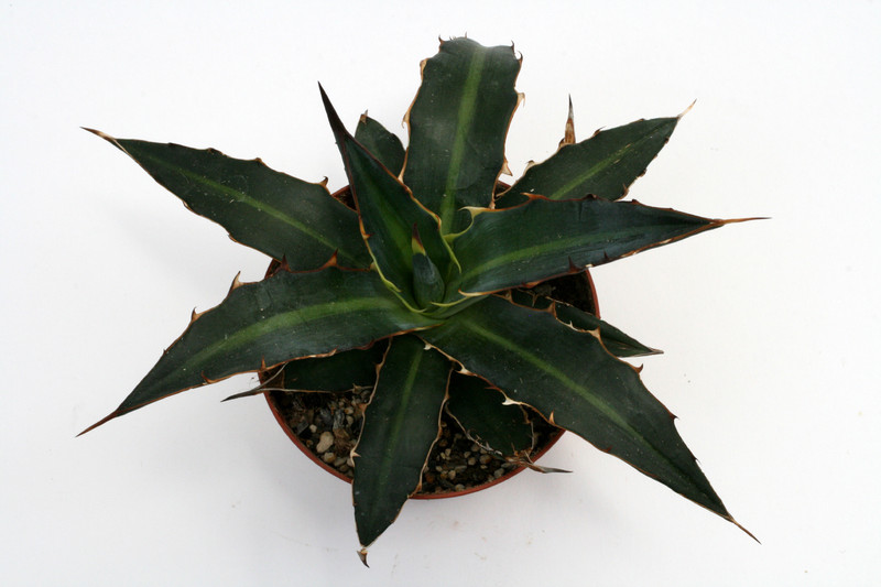 agave lophantha 0103