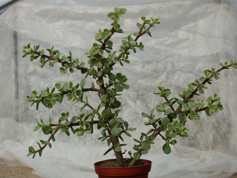portulacaria afra 01