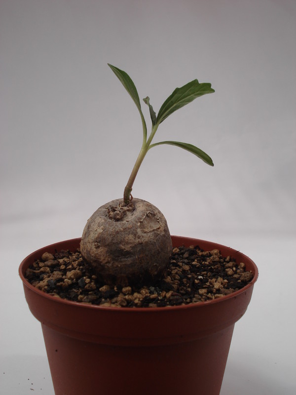 pterodiscus angustifolius 6232