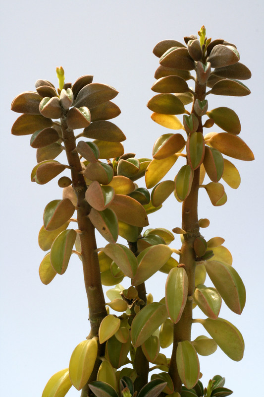 peperomia asperulata 8030