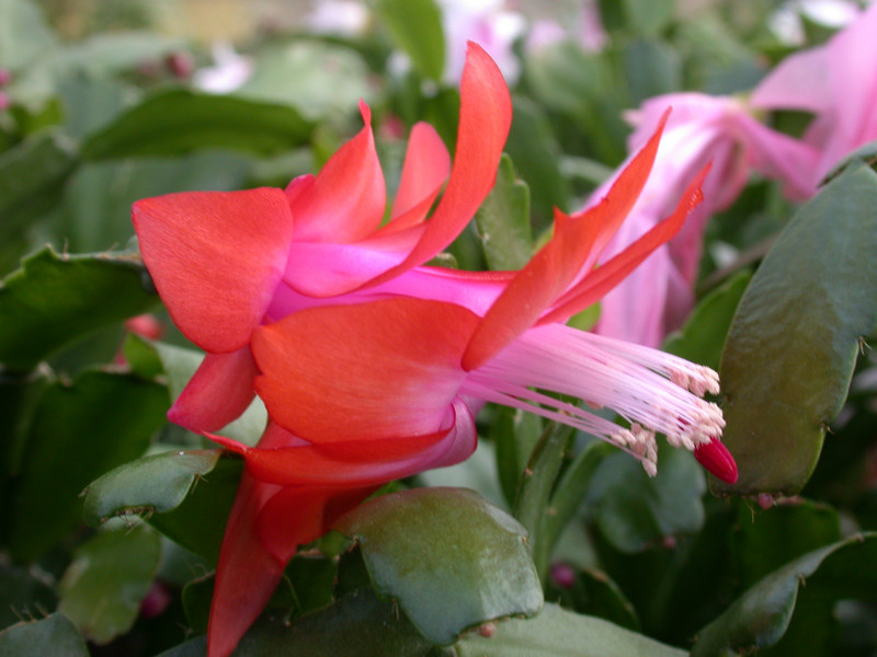 schlumbergera orange devil 01