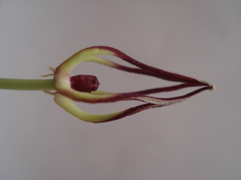 orbea luntii tmom14 7340