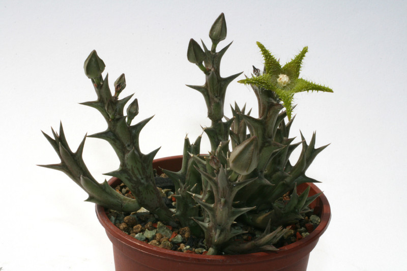 orbea dummeri d881 6434