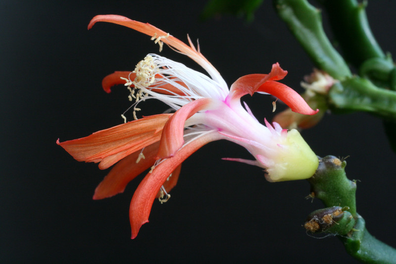 schlumbergera enigma 5816