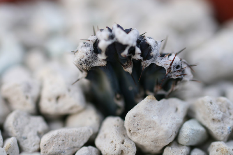 monvillea cristate spec 08 0463