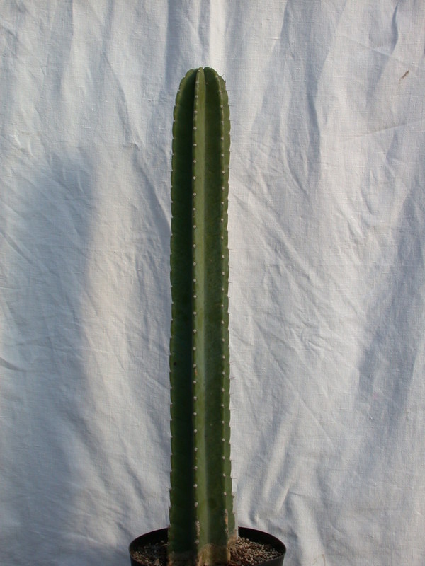 Cereus hankeanus