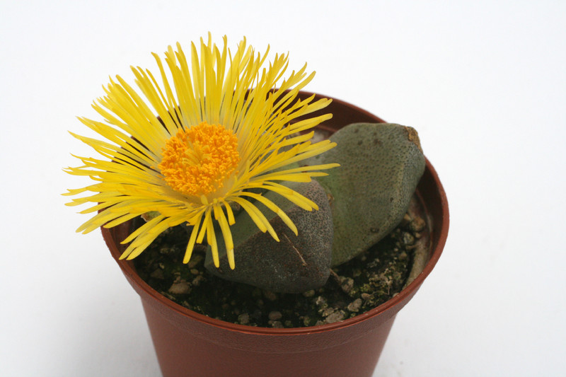 pleiospilos bolusii 4244