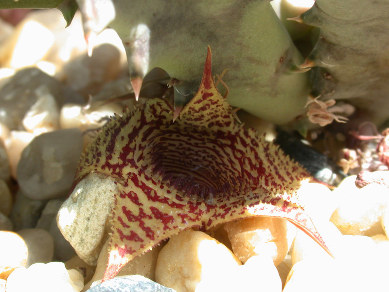 huernia stapelioides 02