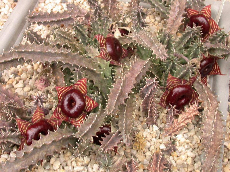 huernia zebrina magniflora karoo 06