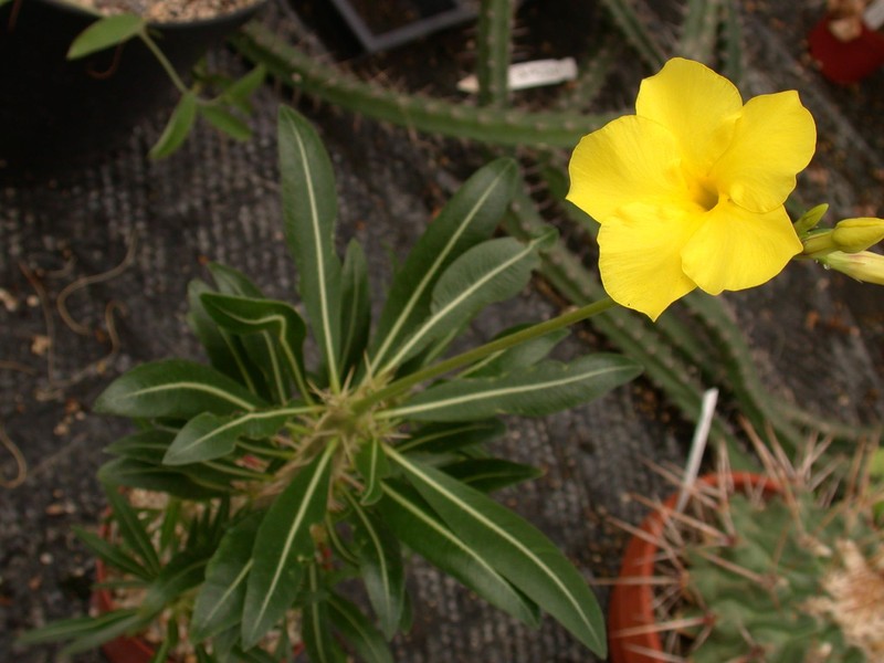 pachypodium rosulatum rosulatum 01