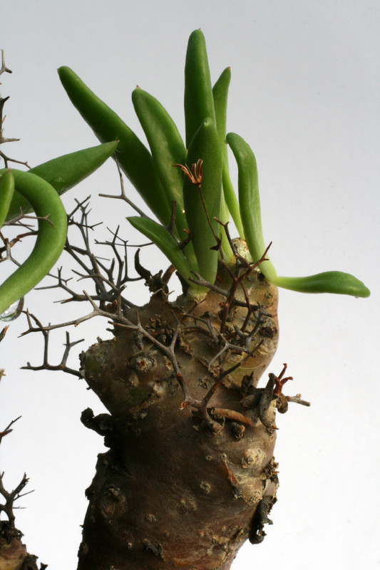 tylecodon reticulatus 0747