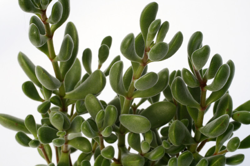 crassula rogersii coffie boontje 7202