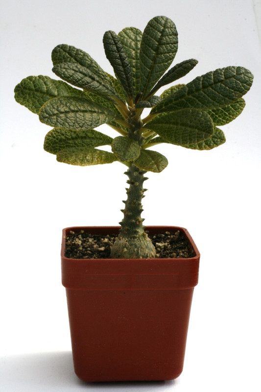 dorstenia gigas 0285