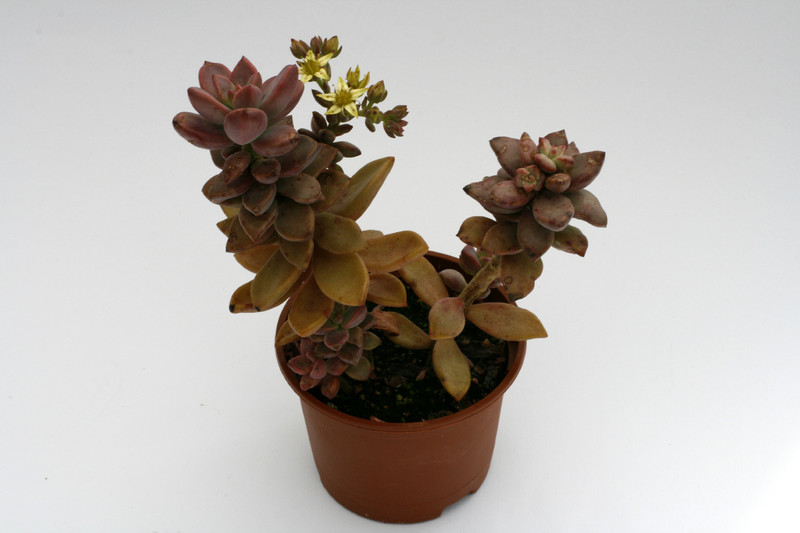 graptosedum bronze 9239