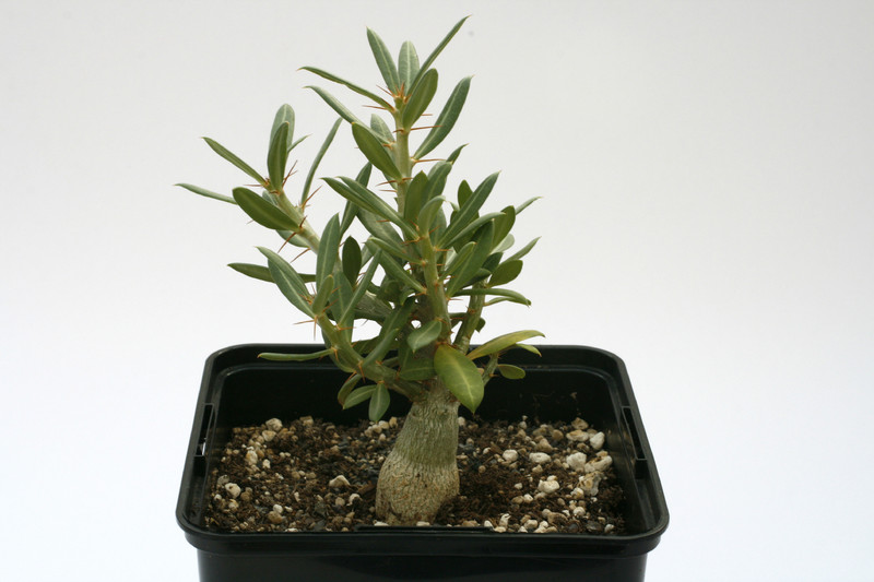 pachypodium bispinosum 7539