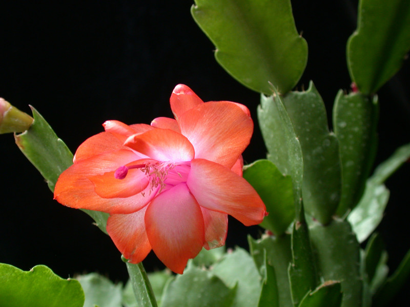 schlumbergera orange devil 07