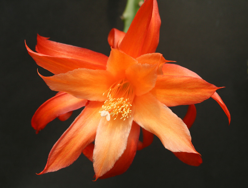 aporocactus discovery 0022