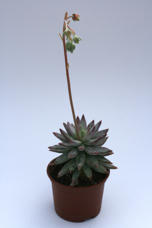 echeveria subalpina 7910