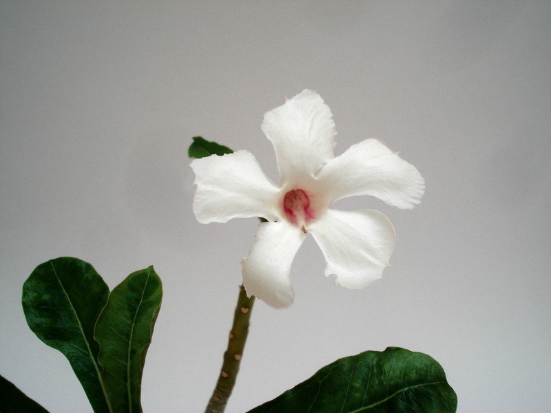 adenium kao keimook 03