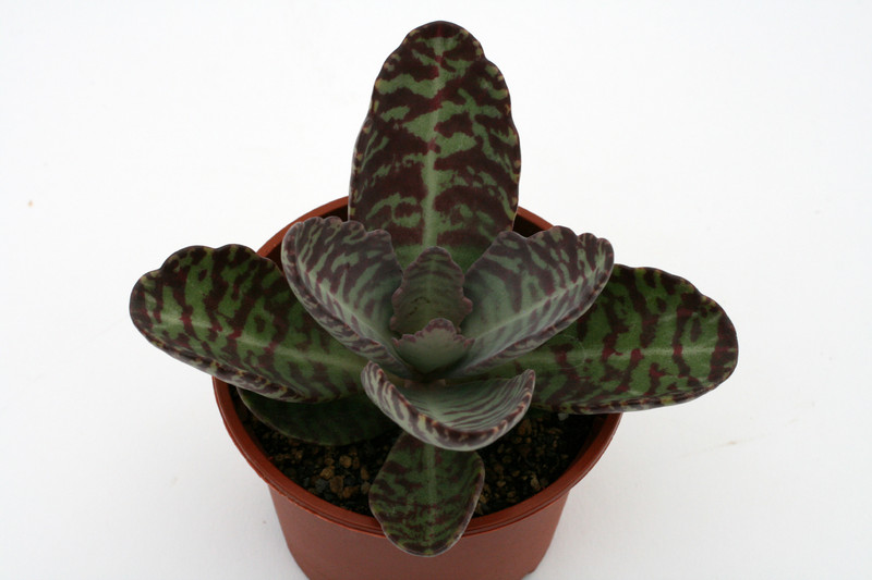 kalanchoe gastro bornieri rebhuenchen 1205