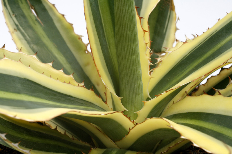 agave lophantha variegata 0002