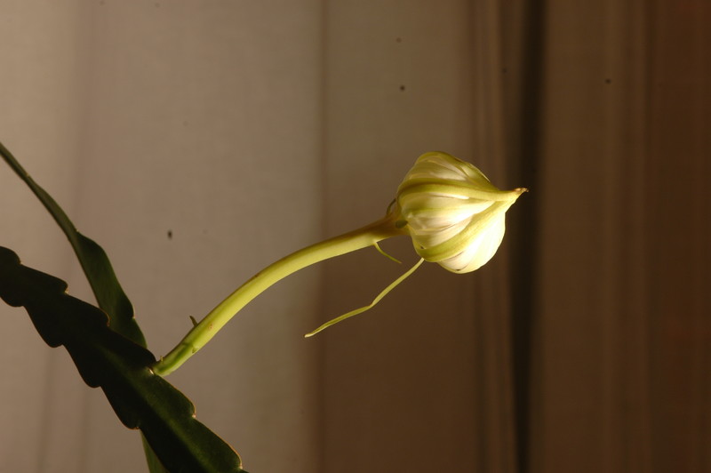 epiphyllum pumilum phasen 2284